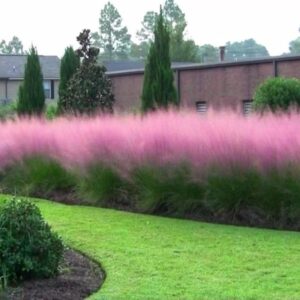 Pink Muhly Grass
